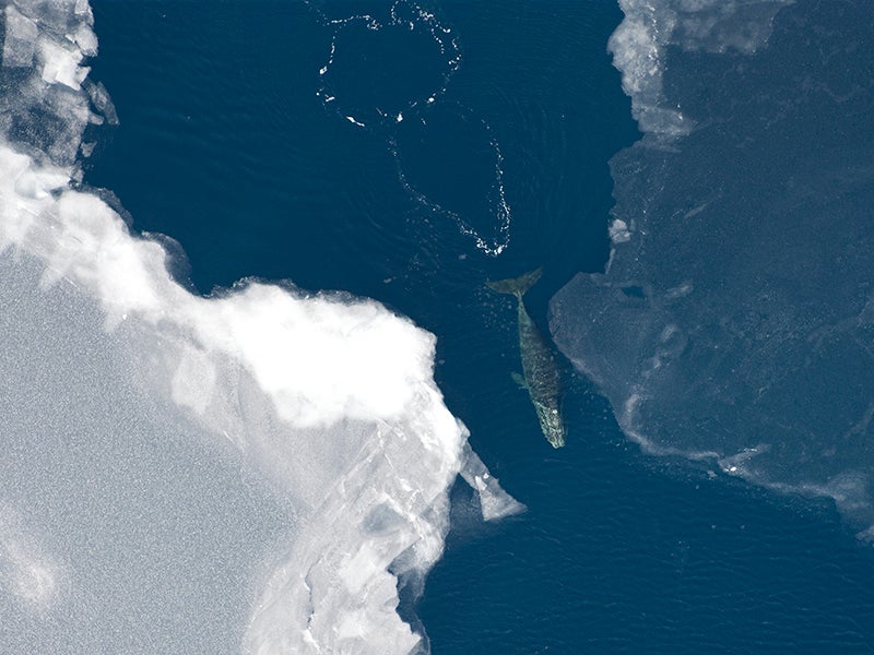 A bowhead whale (Balaena mysticetus) surfaces in the Arctic Ocean. A bowhead whale (Balaena mysticetus) surfaces in the Arctic Ocean.