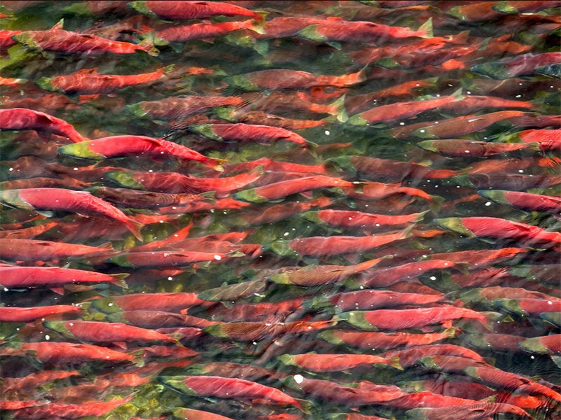 Sockeye salmon in Alaska's Bristol Bay. Sockeye salmon in Alaska's Bristol Bay.
