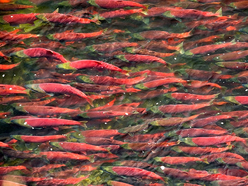 The Bristol Bay watershed is rich with salmon, wildlife and salmon-based Alaska Native cultures and is home to the largest sockeye salmon fishery in the world.