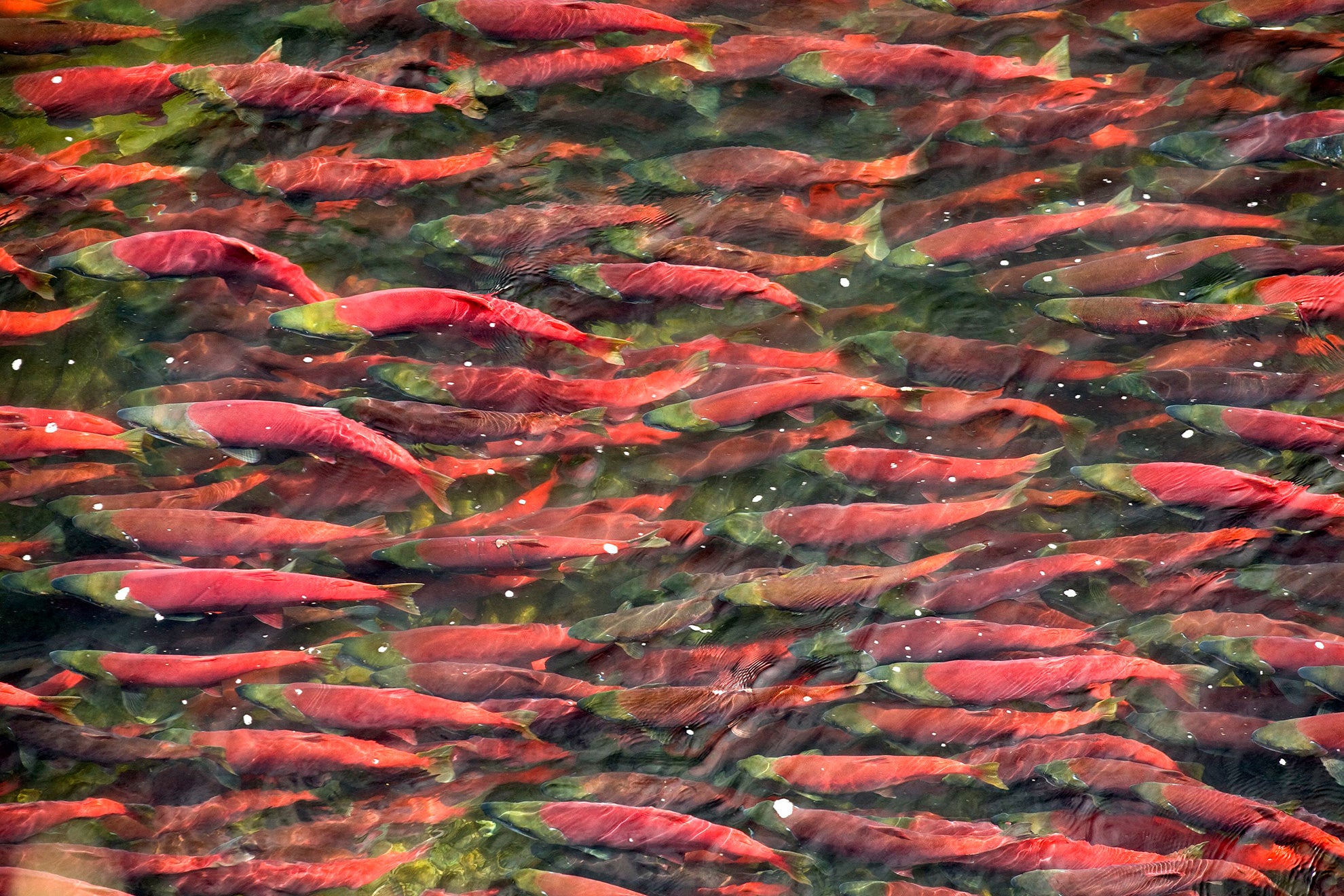 Sockeye salmon run in the Bristol Bay watershed. Sockeye salmon run in the Bristol Bay watershed.