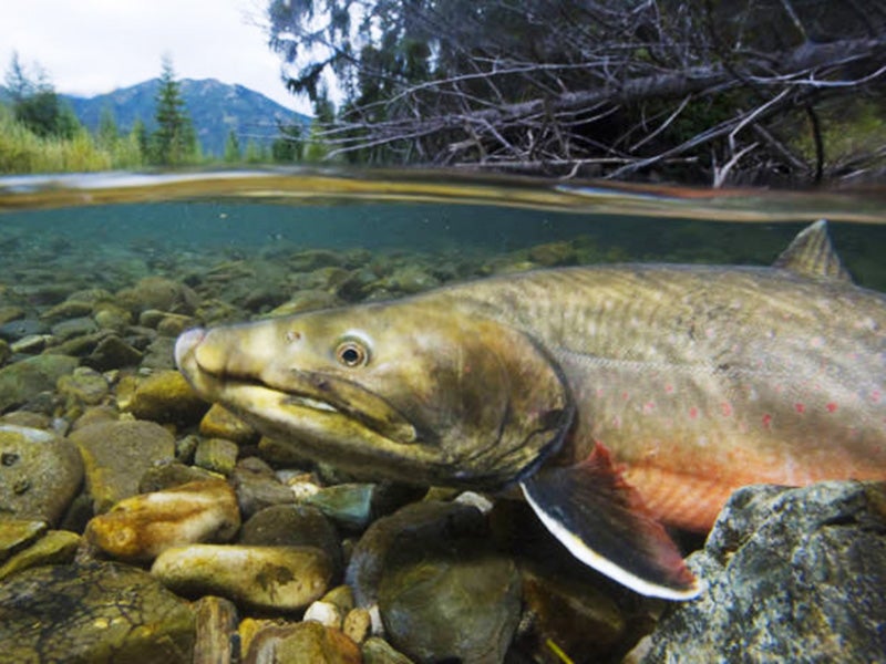 A bull trout in British Columbia’s Wigwam River drainage, the headwaters of the Kootenai River, known as the “crown jewel” of bull trout spawning areas. A bull trout in British Columbia’s Wigwam River drainage, the headwaters of the Kootenai River, known as the “crown jewel” of bull trout spawning areas.