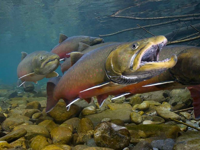 Cold, clean streams are prime habitat for the threatened bull trout, whose historic range has shrunk by half. Cold, clean streams are prime habitat for the threatened bull trout, whose historic range has shrunk by half.