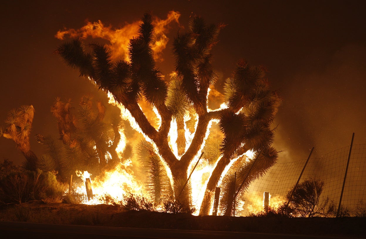 yuccas on fire yuccas on fire