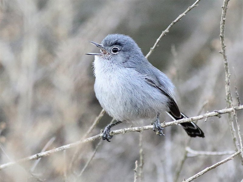A California gnatcatcher (Polioptila californica) at Dana Point, California. A California gnatcatcher (Polioptila californica) at Dana Point, California.
