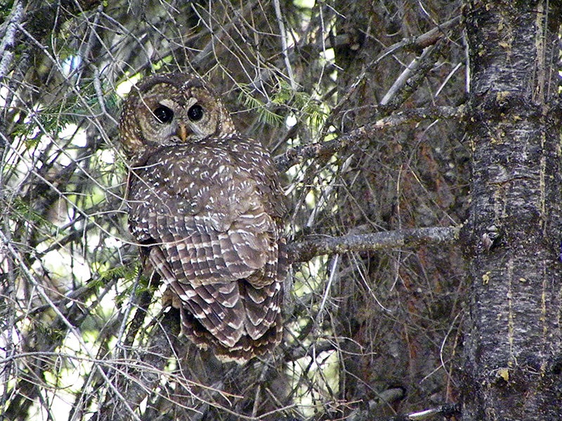 A California spotted owl in the Stanislaus National Forest. A California spotted owl in the Stanislaus National Forest.