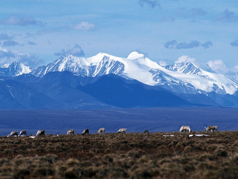Caribou graze on the Coastal Plain of the Arctic National Wildlife Refuge Caribou graze on the Coastal Plain of the Arctic National Wildlife Refuge