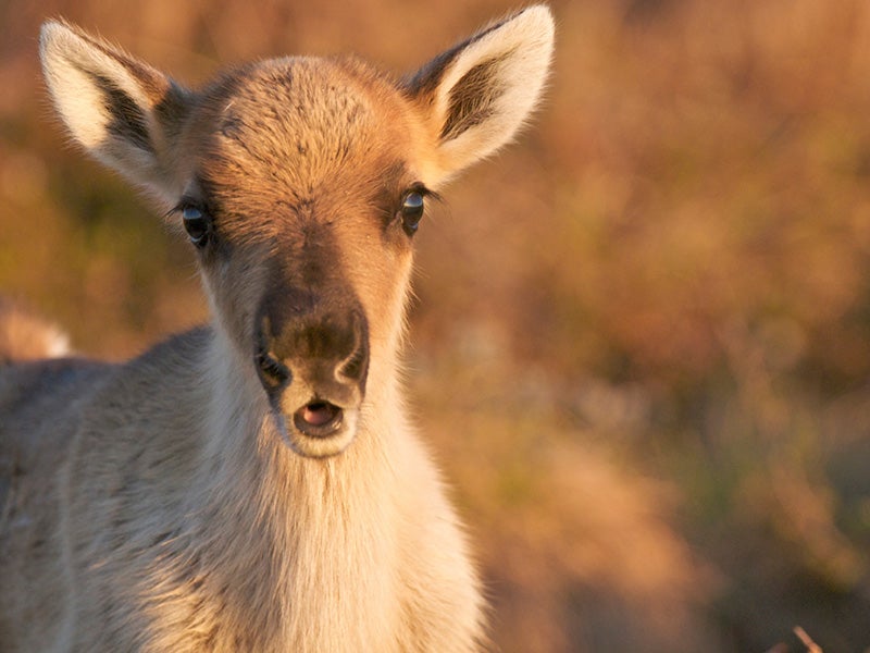 A caribou calf in the Western Arctic Caribou Migration in the Utukok Uplands, Alaska. A caribou calf in the Western Arctic Caribou Migration in the Utukok Uplands, Alaska.