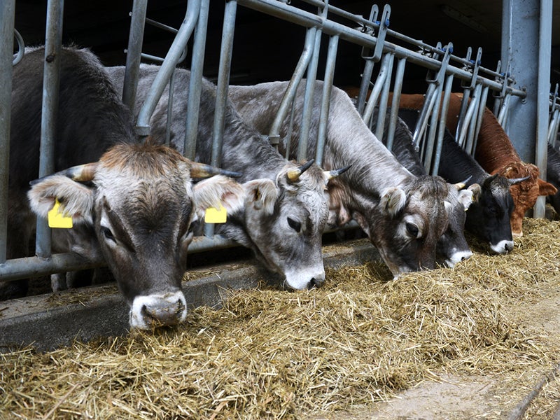 Plans to reopen a beef slaughterhouse in Brawley, Calif., could worsen local water quality. Plans to reopen a beef slaughterhouse in Brawley, Calif., could worsen local water quality.
