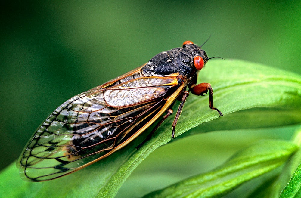 Coming soon to a backyard near you: This cicada and billions of his closest friends. Coming soon to a backyard near you: This cicada and billions of his closest friends.