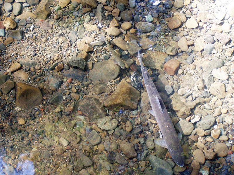 Coastal cutthroat trout and steelhead spawning in the Upper Mainstem of Freshwater Creek, Humboldt Bay, CA. Coastal cutthroat trout and steelhead spawning in the Upper Mainstem of Freshwater Creek, Humboldt Bay, CA.