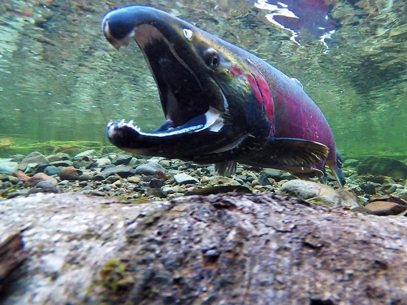 A coho salmon spawning in an Oregon river. A coho salmon spawning in an Oregon river.