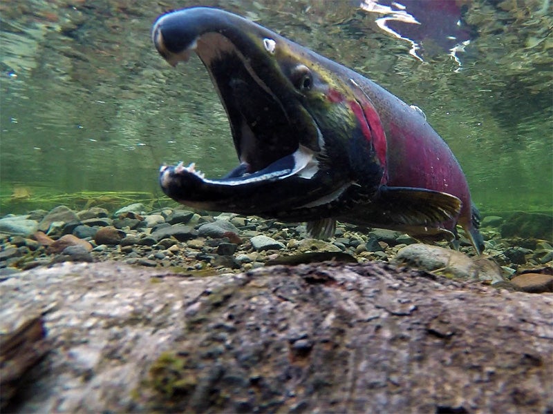 A coho salmon spawns on the Salmon River in Oregon. A coho salmon spawns on the Salmon River in Oregon.