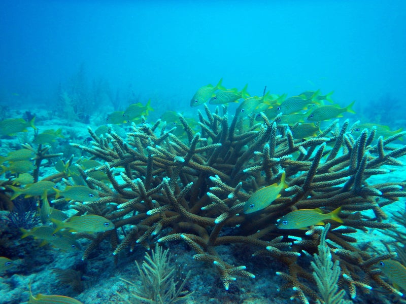 The U.S. Army Corps of Engineers will pause a massive dredging project that threatens endangered corals near Florida’s Ft. Lauderdale. The U.S. Army Corps of Engineers will pause a massive dredging project that threatens endangered corals near Florida’s Ft. Lauderdale.