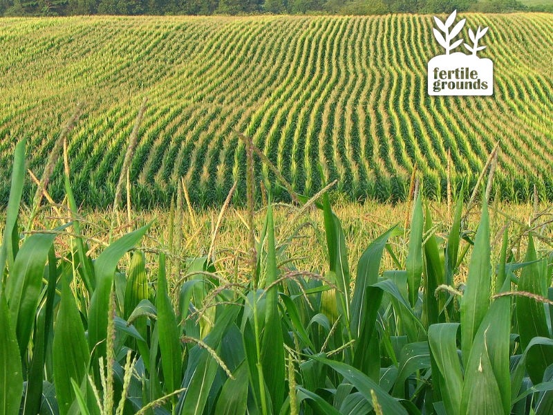 corn field corn field