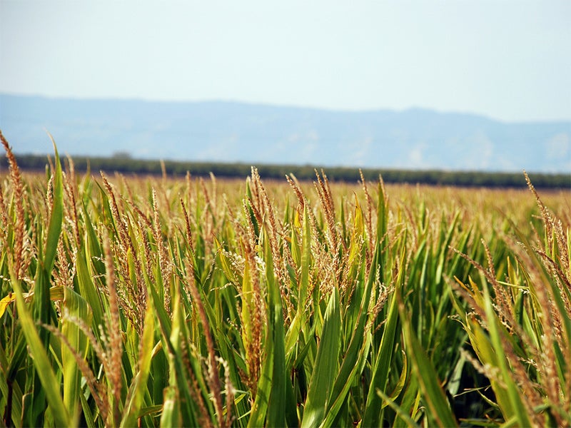 A corn field in California.