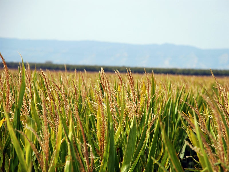 A corn field in California. A corn field in California.