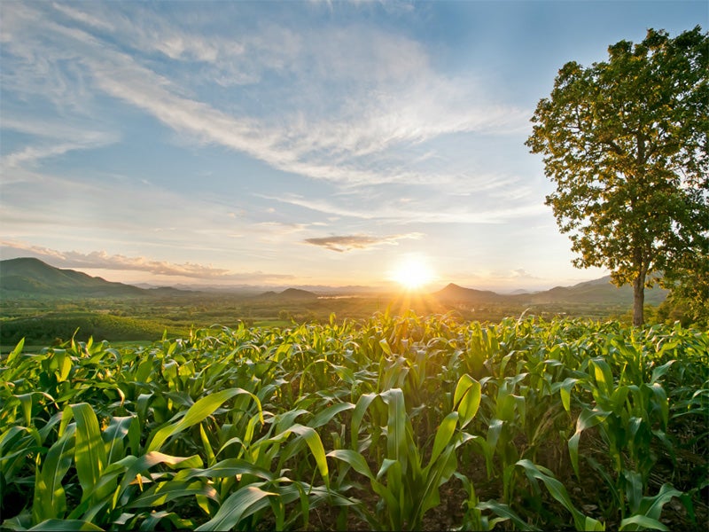 A corn field. A corn field.