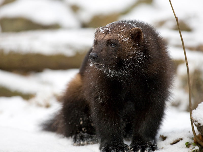 After more than a century of trapping and habitat loss, wolverines in the lower 48 have been reduced to small, fragmented populations in Idaho, Montana, Washington, Wyoming and northeast Oregon. After more than a century of trapping and habitat loss, wolverines in the lower 48 have been reduced to small, fragmented populations in Idaho, Montana, Washington, Wyoming and northeast Oregon.
