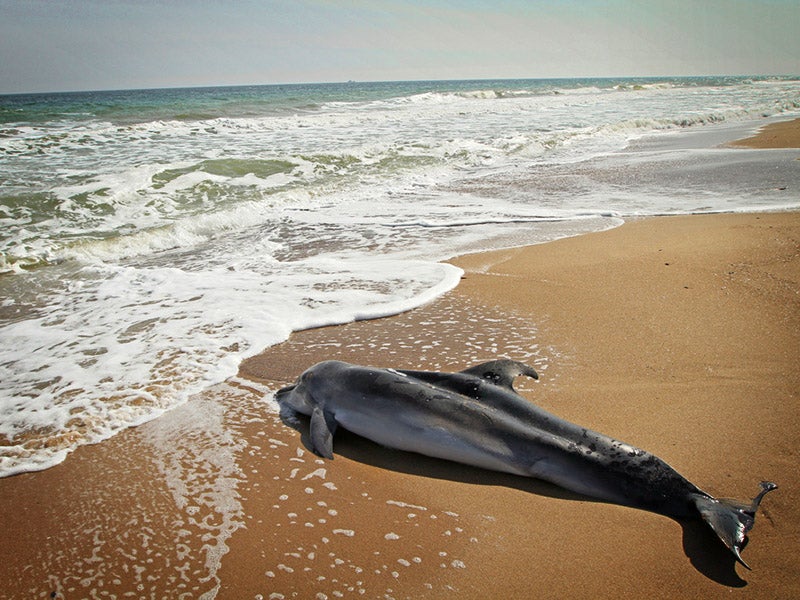 Dead dolphin Dead dolphin