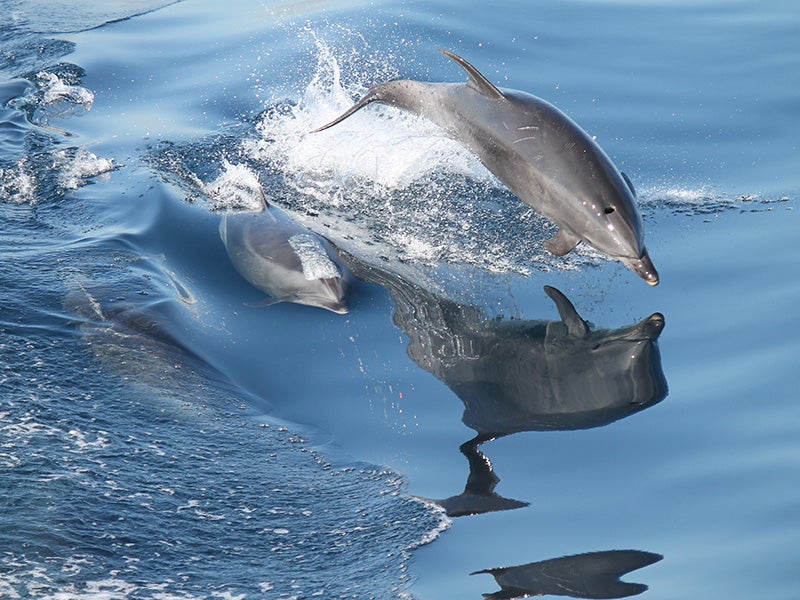 A pod of dolphins swim off the coast of Southern California. A pod of dolphins swim off the coast of Southern California.