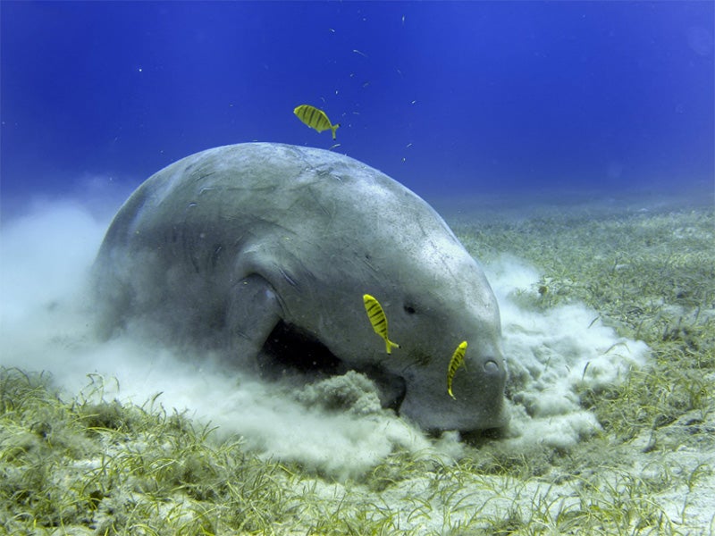 A dugong. A dugong.