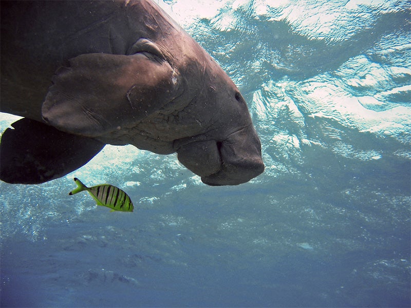 A dugong swims in the ocean.