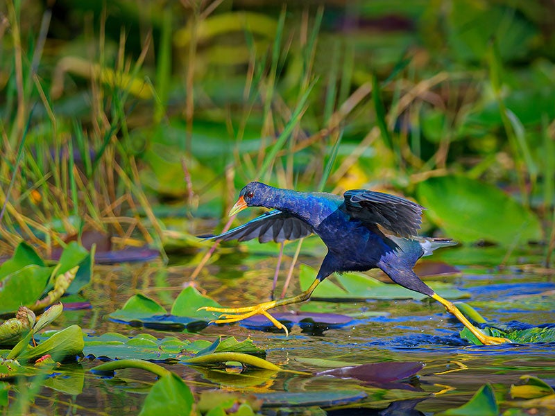 A purple gallinule carefully walks on lily pads in the Everglades in Florida.