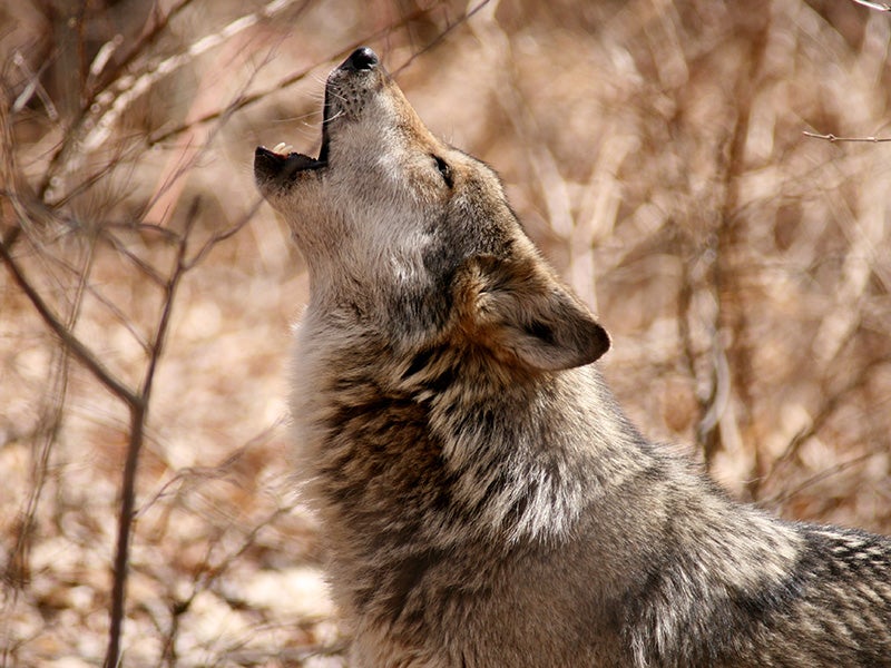 F1143, a Mexican gray wolf. The howl of the Mexican gray wolf (Canis lupus baileyi) — the “lobo” of Southwestern lore — is an iconic symbol of the West.