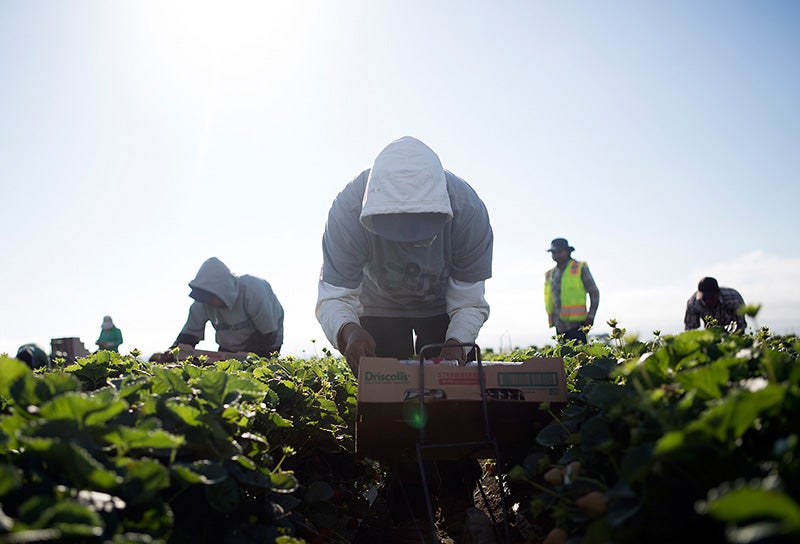A farmworker harvests strawberries in Salinas, California.