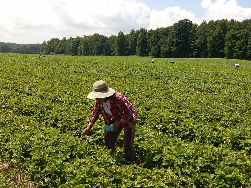 Farmworkers pick strawberries in Wayne County, NY. Farmworkers pick strawberries in Wayne County, NY.