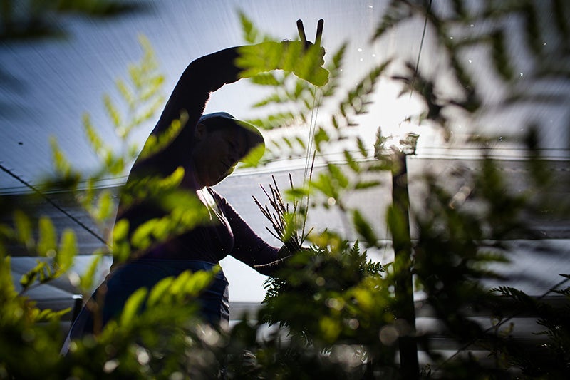 A farmworker harvests ferns in Florida. A farmworker harvests ferns in Florida.
