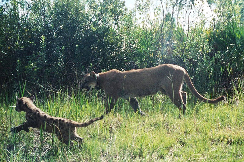 Collared panther known as FP 110 and her kitten. Collared panther known as FP 110 and her kitten.