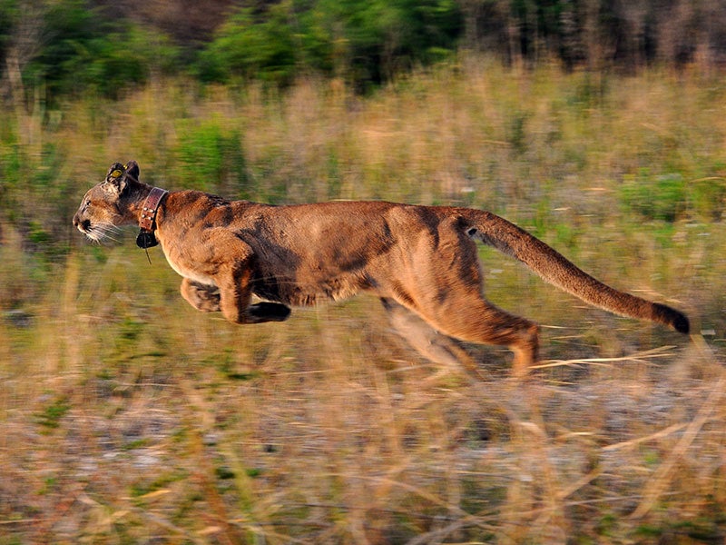 Female panther at the Picayune Strand State Forest in Collier County. Female panther at the Picayune Strand State Forest in Collier County.