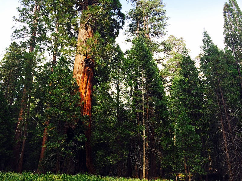 Along the Trail of 100 Giants in Giant Sequoia National Monument.