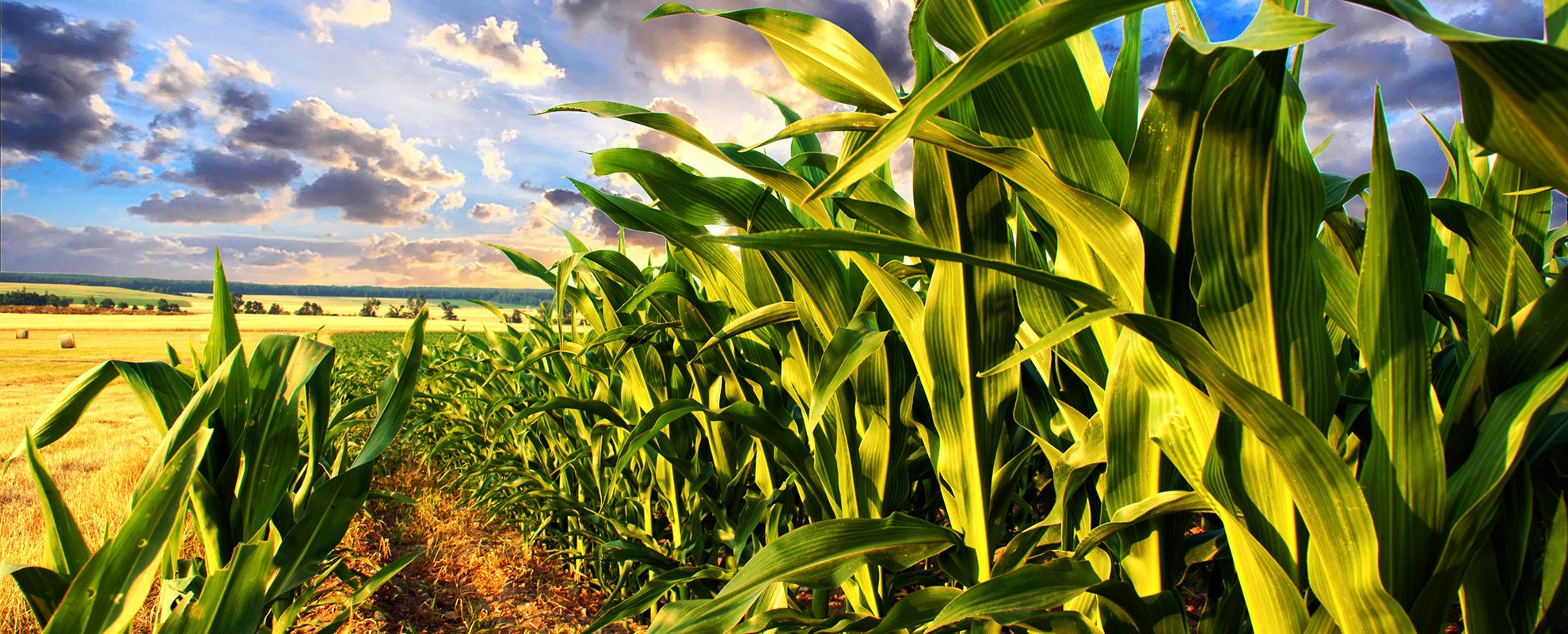 GMO corn growing GMO corn growing