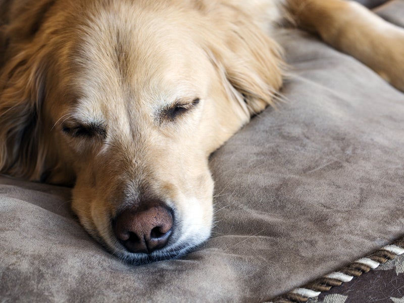Doggie Dilemma: Limiting Flame Retardant Exposure in Pets | Earthjustice