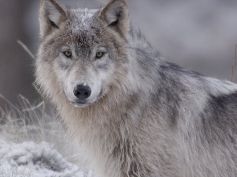 A member of the Golden pack in the Frank Church-River of No Return Wilderness. A member of the Golden pack in the Frank Church-River of No Return Wilderness.
