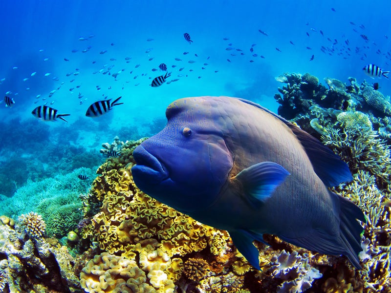 Fish and coral in the Great Barrier Reef Fish and coral in the Great Barrier Reef