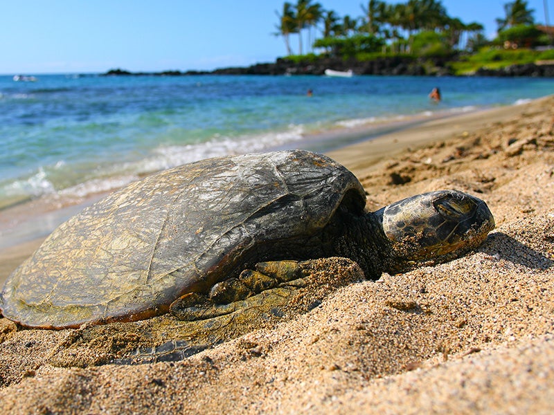 A green sea turtle rests on a Kona beach.
