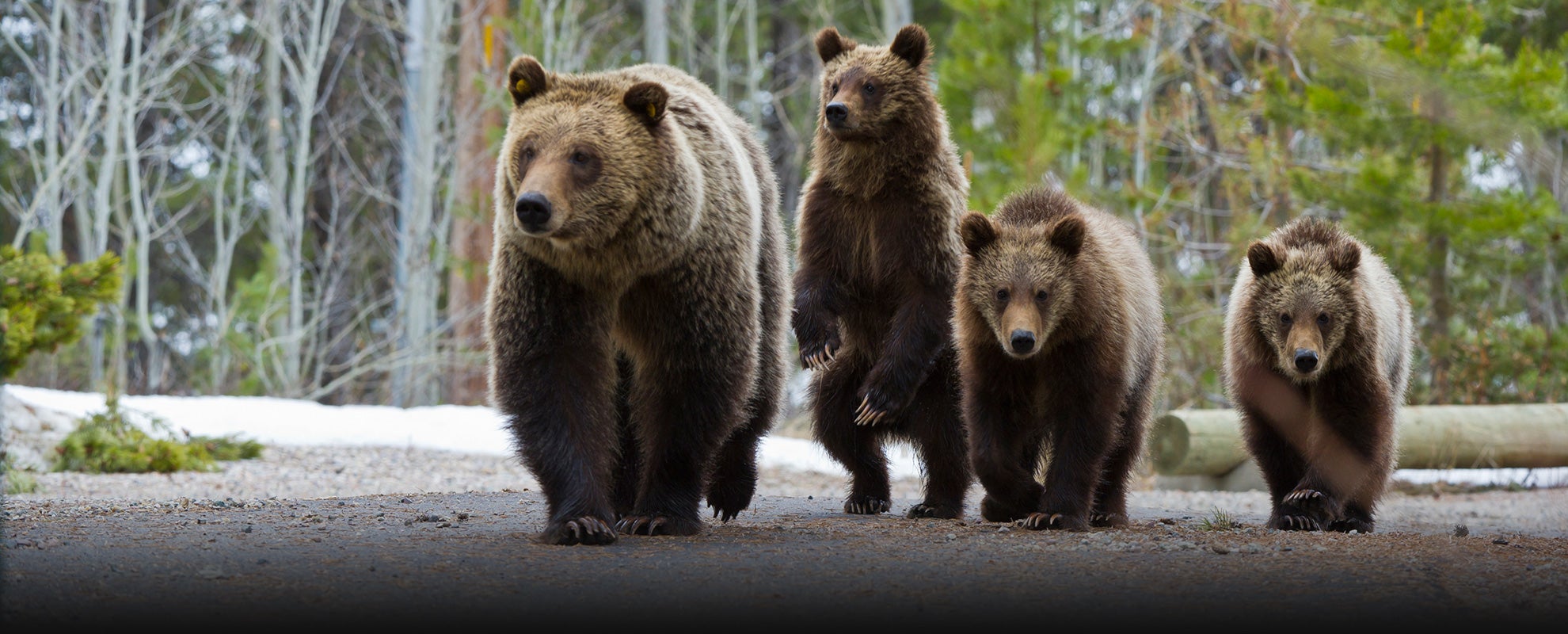 Grizzly 610 walks down a park road with her three cubs in springtime. Grizzly 610 walks down a park road with her three cubs in springtime.