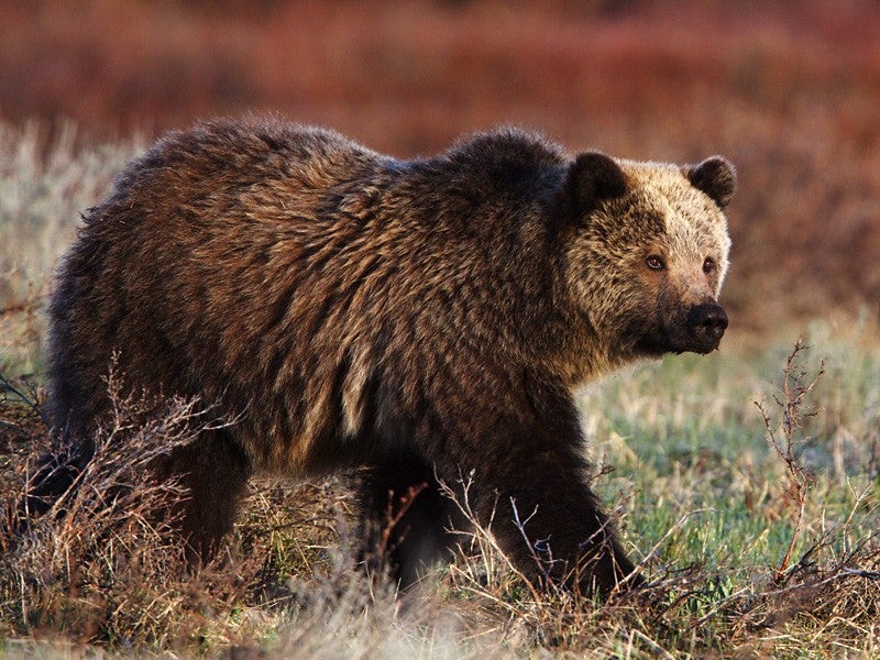 Grizzly in Grand Teton Grizzly in Grand Teton