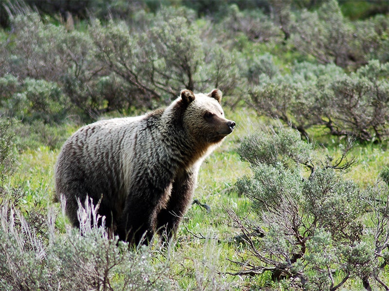 Grizzly bear in Grand Teton National Park. Grizzly bear in Grand Teton National Park.