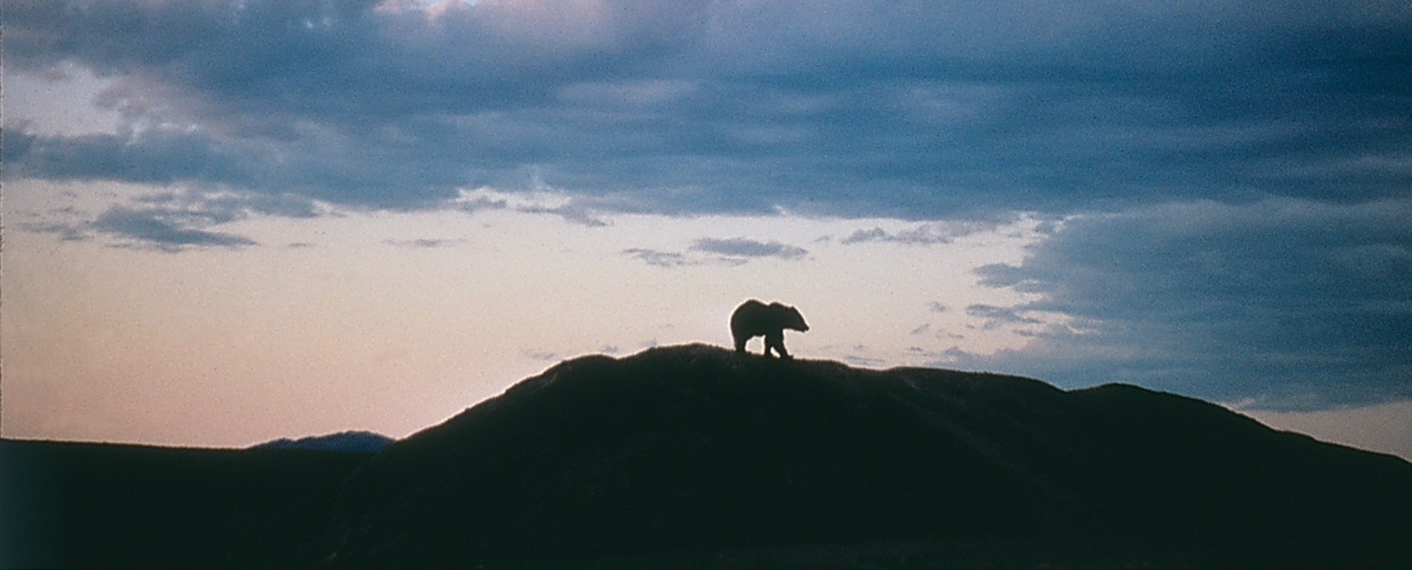 A grizzly bear on a ridge. A grizzly bear on a ridge.