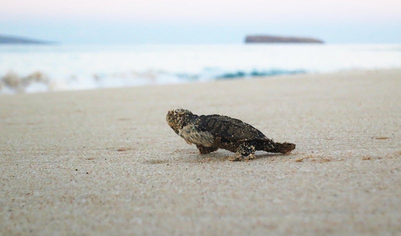 Hawksbill hatchling scrambling to ocean, south Maui. Hawksbill hatchling scrambling to ocean, south Maui.
