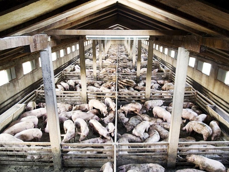 Hog farm Hog farm