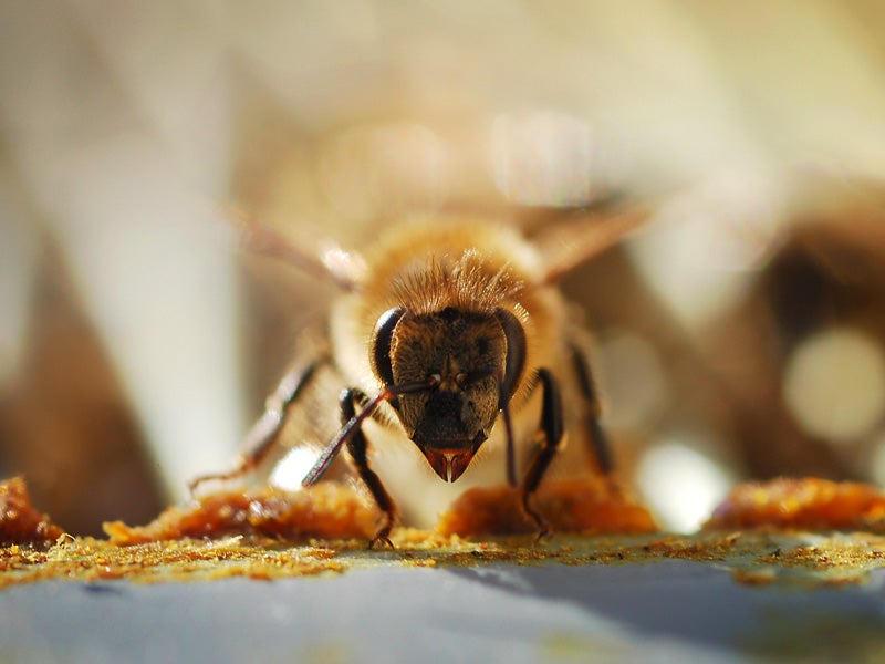 Engineered Bacteria Protect Honey Bee Health National Institutes