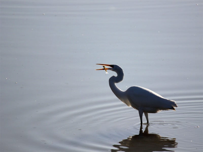 Egret feeding at Humboldt Bay. Egret feeding at Humboldt Bay.