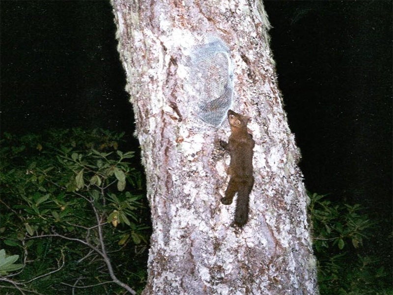 A humboldt marten. A humboldt marten.