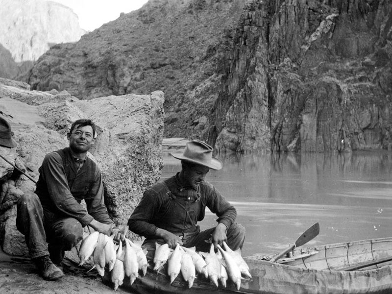Men carry a string of humpback chub on the Colorado River near Phantom Ranch, circa 1911.