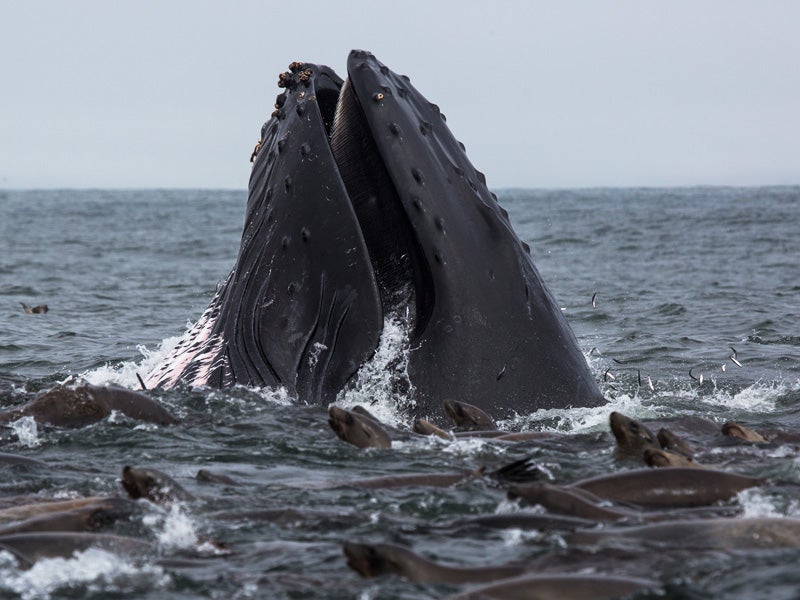 A humpback whale feeding in Monterey Bay, California.
